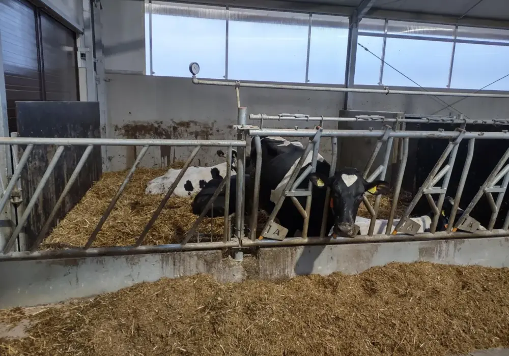 Ile kosztuje budowa obory na 30 sztuk bydła? Sprawdź, co wpływa na ceny