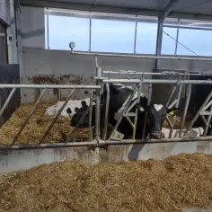 Ile kosztuje budowa obory na 30 sztuk bydła? Sprawdź, co wpływa na ceny