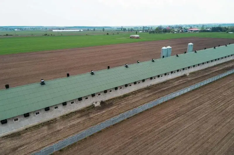 Zdjęcie Ile kosztuje budowa chlewni? Poznaj ceny i czynniki wpływu
